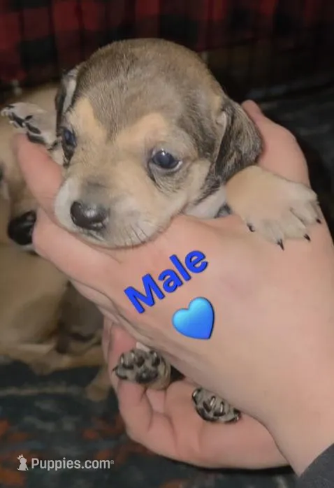 Dusty – Chihuahua, Miniature Pinscher puppy for sale in Glendive, MT