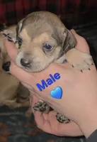 Dusty, a male Chihuahua and Miniature Pinscher for sale in Glendive, MT – Photo 1 of 2