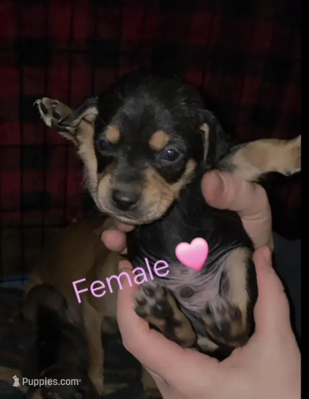 Jewel, a female Chihuahua and Miniature Pinscher for sale in Glendive, MT – Photo 1 of 2