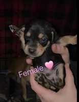 Jewel, a female Chihuahua and Miniature Pinscher for sale in Glendive, MT – Photo 1 of 2