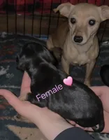 Jewel, a female Chihuahua and Miniature Pinscher for sale in Glendive, MT – Photo 2 of 2