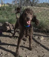 AKC Promise, a female Poodle - Standard  for sale in Janesville, WI – 5 of 8