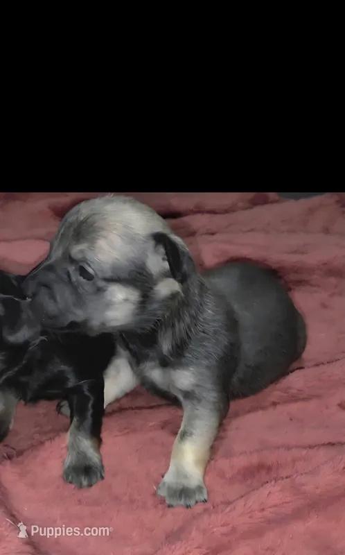 Mini Chocolate Sable – Chiweenie puppy for sale in Glendive, MT