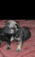 Mini Chocolate Sable, a male Chiweenie for sale in Glendive, MT – 1 of 1