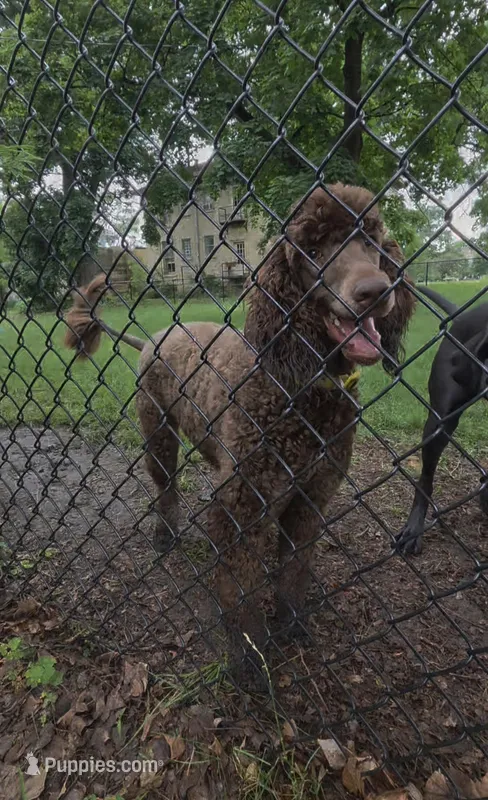 AKC Chocolate Phantom – Poodle - Standard  puppy for sale in Glendive, MT