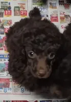 AKC Willow Dark Chocolate, a female Poodle - Miniature  for sale in Glendive, MT – 2 of 7