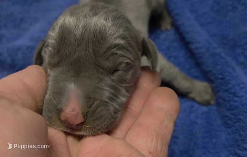 Euro Blue Boy – Great Dane puppy for sale in Glendive, MT