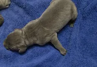 Euro Blue Boy, a male Great Dane for sale in Glendive, MT – Photo 2 of 3