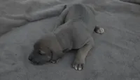 Blue Fawn Male, a male Great Dane for sale in Janesville, WI – 2 of 3