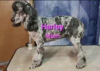 Dark Chocolate Willow, a female Poodle - Miniature  for sale in Janesville, WI – 5 of 6