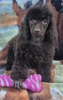 AKC Willow, a female Poodle - Miniature  for sale in Shawano, WI – Photo 1 of 5
