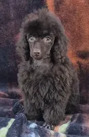 AKC Willow, a female Poodle - Miniature  for sale in Shawano, WI – Photo 4 of 5