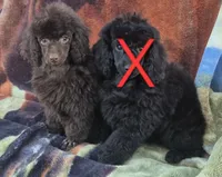 AKC Willow, a female Poodle - Miniature  for sale in Shawano, WI – Photo 2 of 5