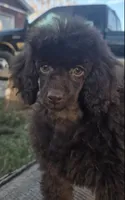 AKC Willow, a female Poodle - Miniature  for sale in Shawano, WI – Photo 3 of 5