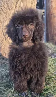AKC Willow, a female Poodle - Miniature  for sale in Shawano, WI – Photo 5 of 5