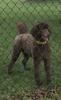AKC Chocolate Phantom, a female Poodle - Standard  for sale in Glendive, MT – 2 of 3