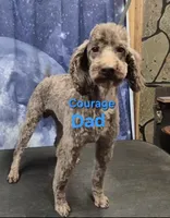 AKC Willow Dark Chocolate, a female Poodle - Miniature  for sale in Glendive, MT – 7 of 7