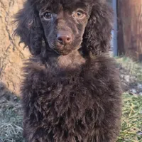 AKC Nonfadding Chocolate Amara, a female Poodle - Toy  for sale in Janesville, WI – Photo 1 of 2