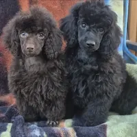 AKC Nonfadding Chocolate Amara, a female Poodle - Toy  for sale in Janesville, WI – Photo 2 of 2