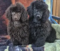 AKC True Dark Chocolate Amara, a female Poodle - Toy  for sale in Janesville, WI – Photo 2 of 2
