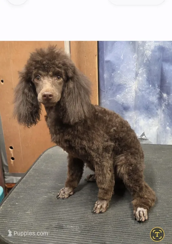 AKC Dark Chocolate Willow – Poodle - Miniature  puppy for sale in Janesville, WI