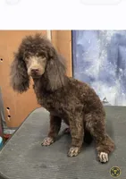 AKC Dark Chocolate Willow, a female Poodle - Miniature  for sale in Janesville, WI – 1 of 7