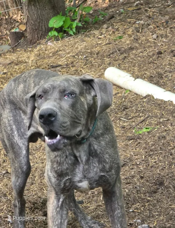 Gorgeous Rare Blue Brindle ~ Ash – Great Dane puppy for sale in Janesville, WI