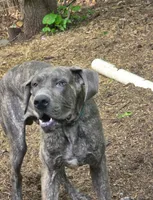 Gorgeous Rare Blue Brindle ~ Ash, a male Great Dane for sale in Janesville, WI – 1 of 4