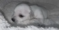 Mini White Baby Snoopy, a male Chiweenie for sale in Glendive, MT – 2 of 3