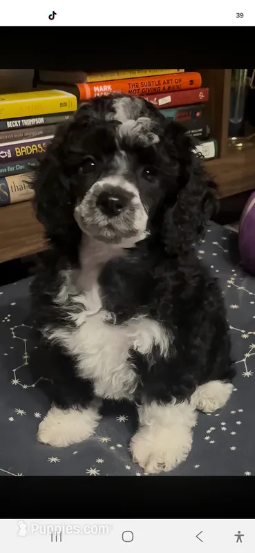 Mysti – Poodle - Miniature  puppy for sale in Janesville, WI