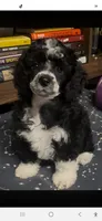 Mysti, a female Poodle - Miniature  for sale in Janesville, WI – 1 of 1