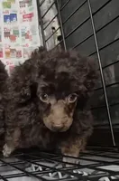 Dark Chocolate Willow, a female Poodle - Miniature  for sale in Janesville, WI – 2 of 6