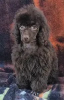 Full AKC Rare Dark Chocolate, a female Poodle - Miniature  for sale in Janesville, WI – 4 of 6