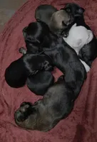 Tiny Toy Size Solid Black, a male Chiweenie for sale in Glendive, MT – 2 of 3