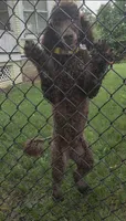 AKC Chocolate Phantom, a female Poodle - Standard  for sale in Glendive, MT – 3 of 3