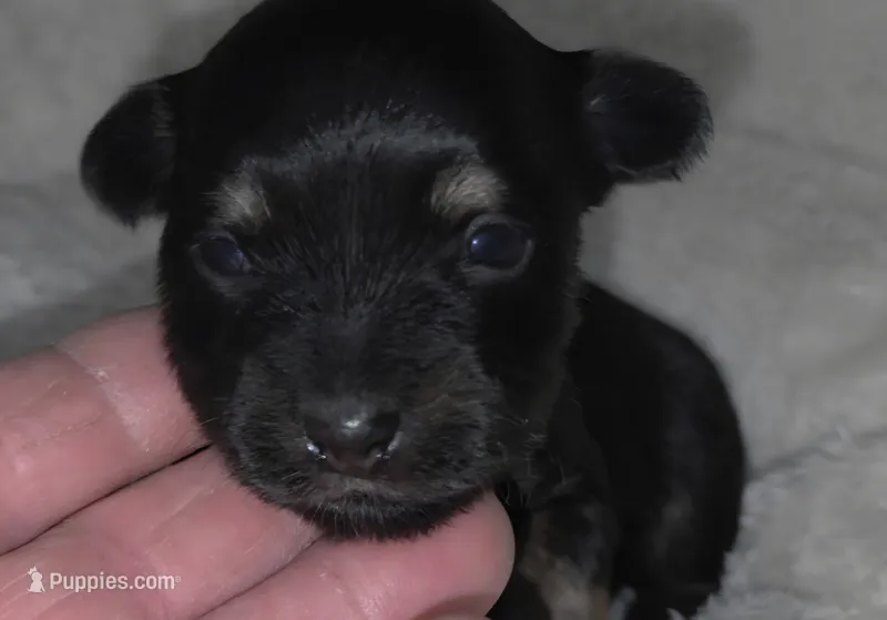 Mini Black n Tan – Chiweenie puppy for sale in Glendive, MT