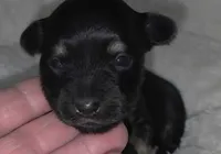 Mini Black n Tan, a male Chiweenie for sale in Glendive, MT – 1 of 1