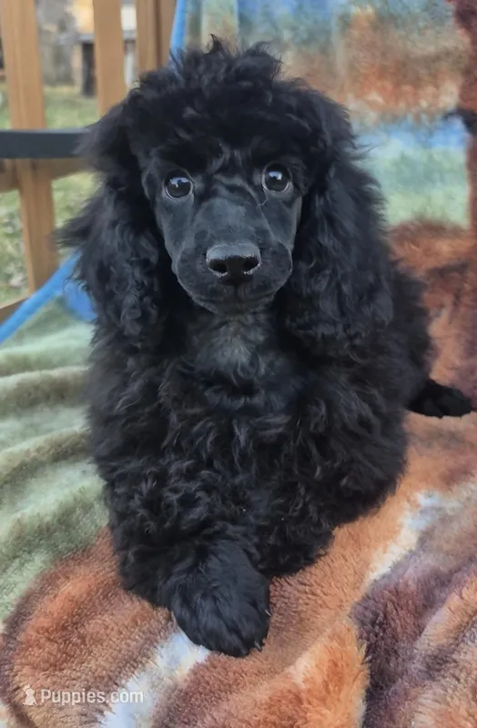AKC Elegent Romeo, a male Poodle - Miniature  for sale in Janesville, WI – Photo 1 of 2