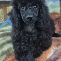 AKC Amazing Romeo, a male Poodle - Miniature  for sale in Janesville, WI – Photo 1 of 2
