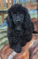 AKC Elegent Romeo, a male Poodle - Miniature  for sale in Janesville, WI – Photo 1 of 2