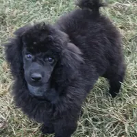 AKC Amazing Romeo, a male Poodle - Miniature  for sale in Janesville, WI – Photo 2 of 2