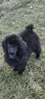 AKC Elegent Romeo, a male Poodle - Miniature  for sale in Janesville, WI – Photo 2 of 2