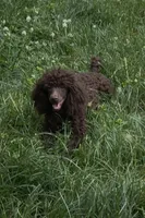 AKC Willow Dark Chocolate, a female Poodle - Miniature  for sale in Glendive, MT – 4 of 7