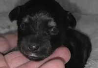 Tiny Toy size Black n Tan, a male Chiweenie for sale in Glendive, MT – 1 of 2