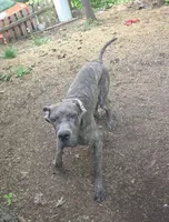 Gorgeous Rare Blue Brindle ~ Ash, a male Great Dane for sale in Janesville, WI – 3 of 4