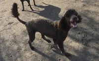 AKC Promise, a female Poodle - Standard  for sale in Janesville, WI – 3 of 8
