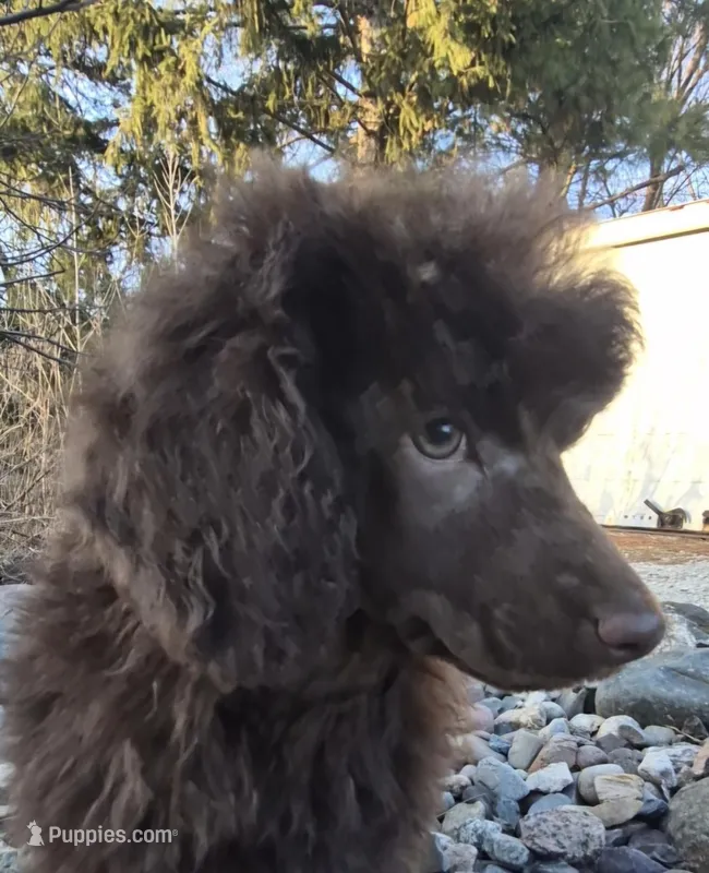 AKC Nonfadding Chocolate Remington  – Poodle - Miniature  puppy for sale in Shawano, WI
