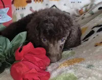 AKC Chocolate Teddy, a male Poodle - Miniature  for sale in Janesville, WI – Photo 2 of 3