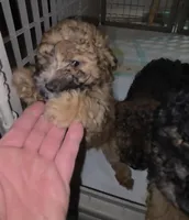 Toy size Tiny Tim, a male Aussiedoodle and Poodle - Miniature  for sale in Janesville, WI – Photo 2 of 2