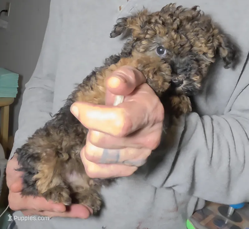Toy Size Tiny Tina – Aussiedoodle, Poodle - Miniature  puppy for sale in Janesville, WI